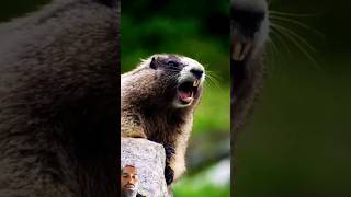 kudus ki hoiche kudus re #funny #animals #squirrel