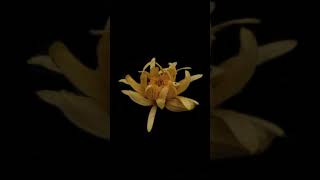 Salamat rahe song status|lofi|slowed reverb|#shorts