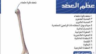 Test Anatomy Skelton Project v 1.0 تشريح الهيكل العظمى