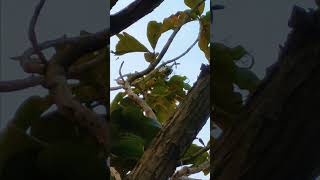 Stuck in tree..#djimini2 #dji #djindonesia #djiglobal #djimini2crash #djimini3pro