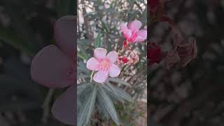 flowers hd video relaxing #nature #flowers #gardan#drama