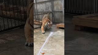 動物園でのワイルドな瞬間。#動物園 #動物 #野生 #面白い瞬間 #面白い動画