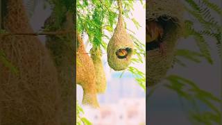 What a beautiful baby bird nest 💞🕊️ #world #birds #baby #babybird #shorts #birdslover #birdwatching