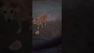 Dog 🐶 Feeding Food  🙏 #doglover #cutedogs #dogrescue #dogshorts