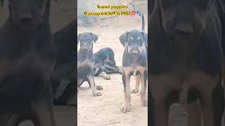 Adorable Kanni puppies ready to fill your life with loyalty & love! 🐾💯 #KanniPuppies#ytshorts#Pets🎉🐾