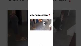 Next goat🐐❓