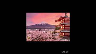 Japanese hare hasibu(80% full)