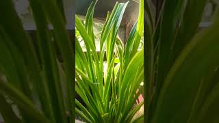 #hasibangaye #shreyaghosal #hasibangaye2 #hasibangayefemaleversion #hasi #hasibangayeshreyaghosal❤️,