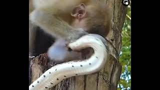 monkey vs snake fight.