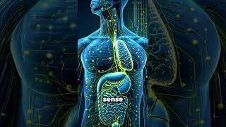 Your Heart Has a Brain? #brainsnacks  #heartbrain  #neuroscience  #mindbody  #sciencereels  #shorts