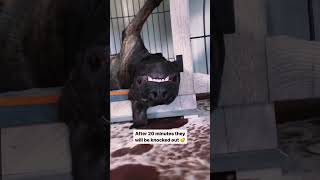 how to train a puppy to be non reactive #dogtrainingtips #puppytraining