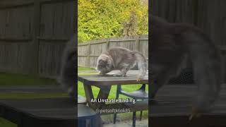 Dizzy cat 🤣#cat #funnyanimal #funny #funnycat #funnyvideo #funnypet
