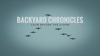 BACKYARD CHRONICLES 🌿 | Calm before the Storm #BackyardChronicles #NatureFrames #Cinematic