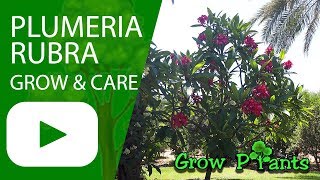 Plumeria rubra - grow and care (Red frangipani)