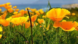 Calm beautiful Peaceful Music for rest and sleep "The Path to Water" by Tim Janis
