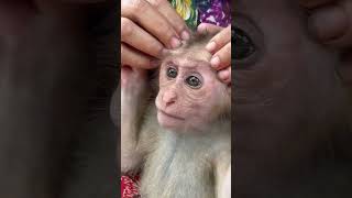 so cute baby monkey #animale #animalshelter #animalabuse #animalsaddict