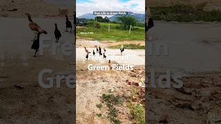 Green Fields, Peaceful Souls | Village Hens & Cows Roaming Freely | Nature of RRT #shorts