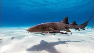 Up close with a nurse shark at Looe Key 🦈