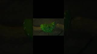 🐍 SNAKE 🐍#SHORT #SHORTS #VIRAL #SNAKE #CUTESNAKE #SNAKESHORTS #SNAKESHORT #SHORTSSNAKE #SHORTSNAKE