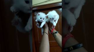 #catlover 🤭#statusvideo 🥰#whatsapp🥰 #cutestatus 😱🐈
