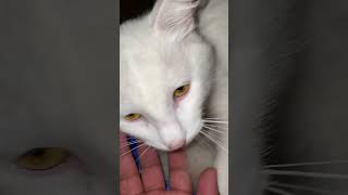 Angelo Meows 5