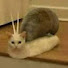 アイコン