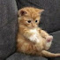 アイコン