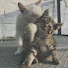 アイコン