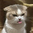 アイコン